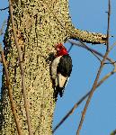 Red Headed Woodpecker (2)
