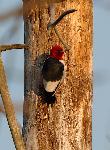 Red Headed Woodpecker (3)