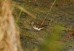 Solitary Sandpiper