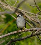 White Crowned Sparrow