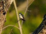 Tree Swallow