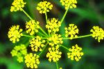 Golden Alexanders