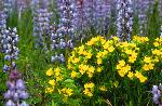 Wild Lupines + Puccoons