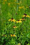 Black-Eyed Susans