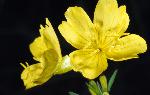 Evening-Primrose