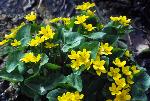Marsh-Marigolds