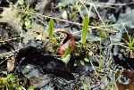 Skunk Cabbage
