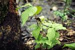Jack-in-the-Pulpit