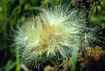 Seeds of the Swamp Milkweed