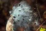 Milkweed pod bursting