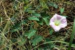 Native Field Bindweed