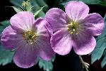 Wild Geranium