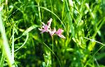 Moss-Pink