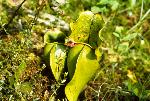 Pitcher-Plant