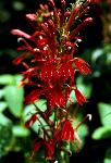 Cardinal-Flower