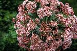 Joe-Pye-weed