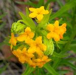 Hairy Puccoon
