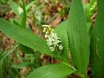 Starry False Solomons-Seal