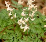 Dutchman's-Breeches