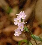 Spring-Beauty