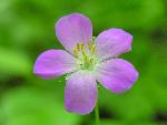 Wild Geranium