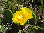Prickly-Pear Cactus