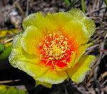 Prickly-Pear Cactus