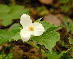 White Trillium