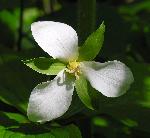 White Trillium
