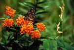 Butterfly-Weed w/ Monarch Butterfly