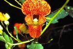 Spotted Touch-Me-Not Jewelweed