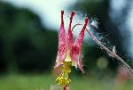 Columbine