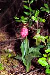 Moccasin-Flower