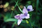Spiderwort