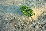 Sea-Rocket