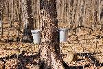Sap buckets hung from maple trees