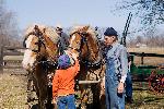 Child petting draft horse team