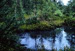 Pond
