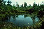 Pond