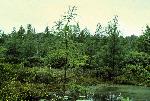 Tamaracks