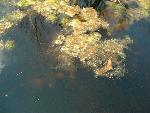 Bladderwort