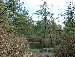 Pond