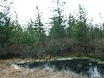 Pond
