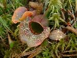 Pitcher Plant