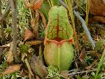Pitcher Plant
