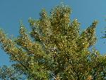 White Pine