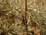 Gall