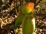 Pitcher Plant