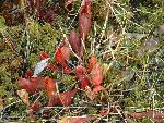 Pitcher Plant