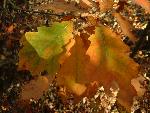 Oak Leaves